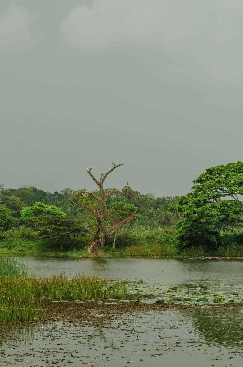 Превью Sri Lanka 2022